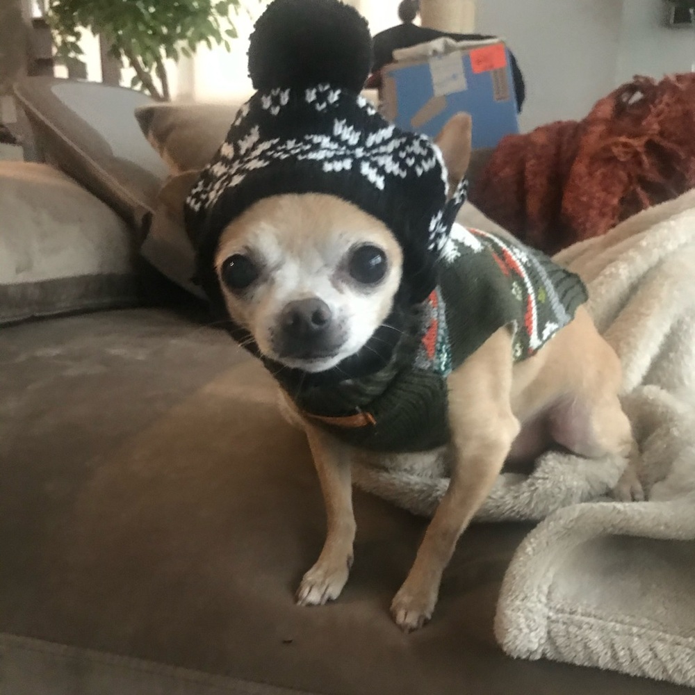 Cozy Black and White Knit Dog Hat with Pom Pom